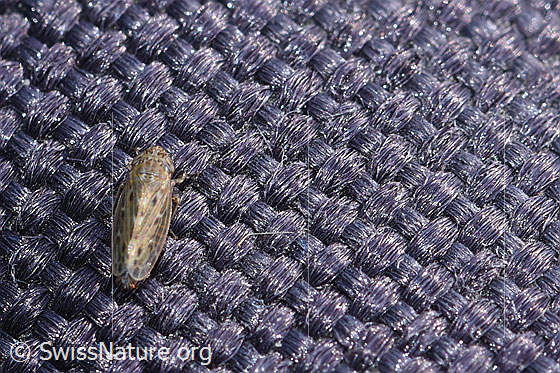 Photo: Probably a cicada of the genus Psammotettix. View from above.