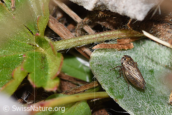 Photo: Probably Anaceratagallia ribauti. 2.7 - 3.3Mm. View from the side above.