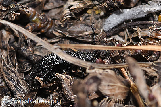 Photo: Galeruca tanaceti. Length 6 - 10mm. Female. View from the side.