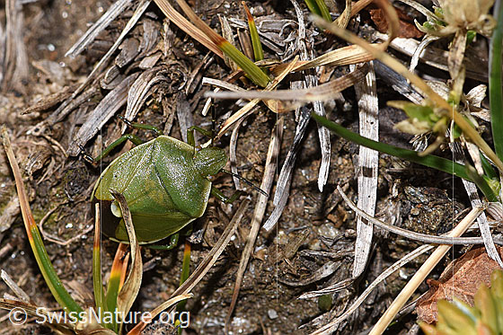 Photo: Chlorochroa juniperina. Length ca. 11mm. View from above.