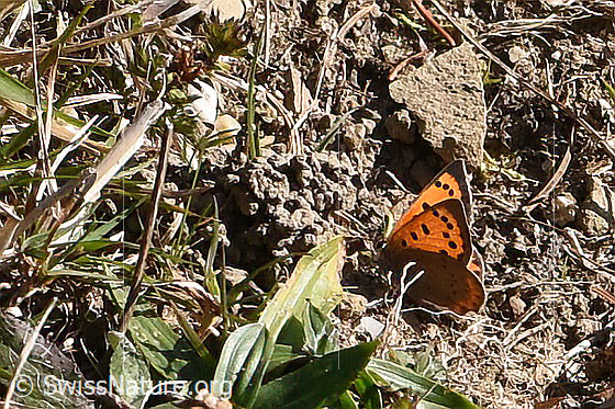 Photo: Lycaena phlaeas. Wings half open. View from the side.