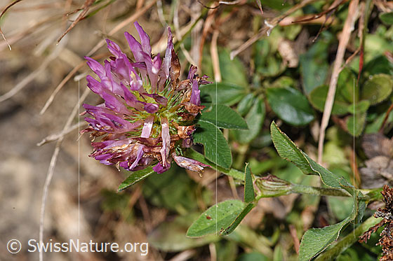 Photo: Trifolium pratense. Blossom.