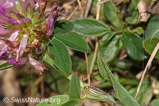Photo: Trifolium pratense. Leaves.