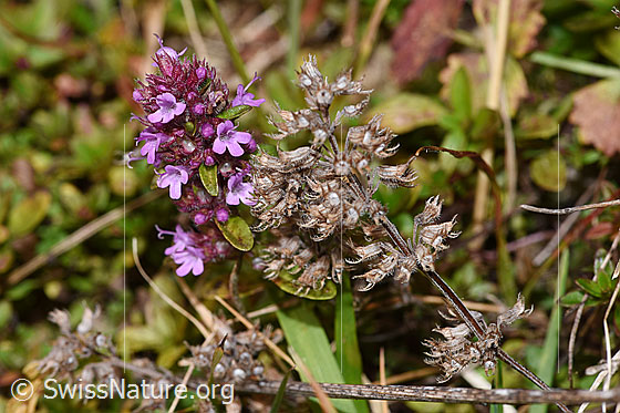 Foto: Arznei-Thymian (Thymus pulegioides). Blüten. Blühend und verblüht.