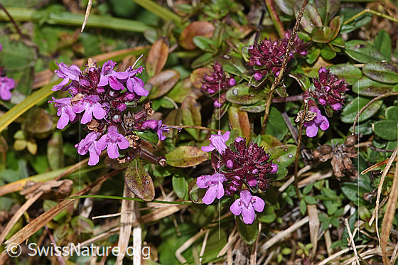 Foto: Arznei-Thymian (Thymus pulegioides). Ganze Pflanze (Habitus).