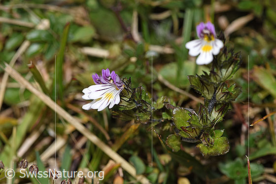Foto: Gebräuchlicher Augentrost (Euphrasia rostkoviana). Ganze Pflanze (Habitus). Ansicht von der Seite.