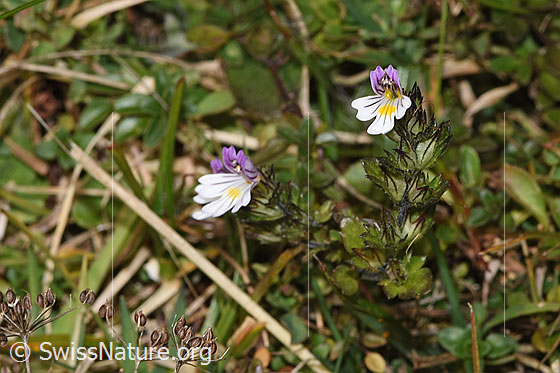 Foto: Gebräuchlicher Augentrost (Euphrasia rostkoviana). Ganze Pflanze (Habitus). Ansicht von seitlich oben.