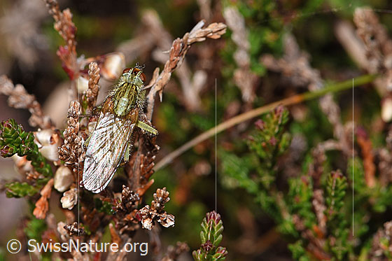 Photo: Probably Scathophaga stercoraria on Calluna vulgaris. Length 5 - 10mm. View from above.