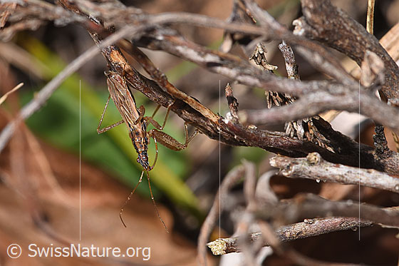 Photo: Nabis rugosus. Length 6 - 7.8mm. View from diagonally above.