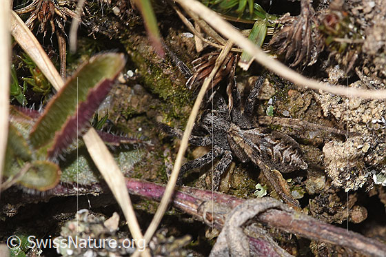 Photo: Probably Alopecosa farinosa. Female. View from above.