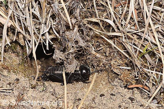 Photo: Gryllus campestris. View from the side.