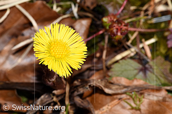 Photo: Tussilago farfara. Blossom.
