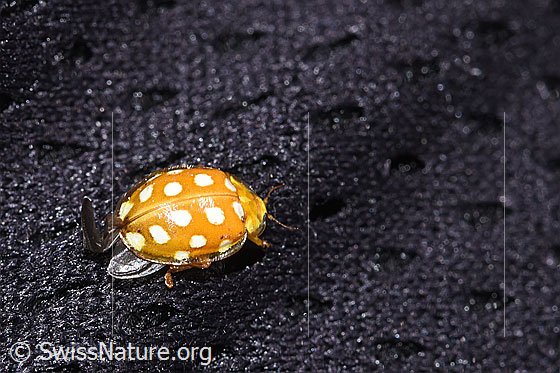 Foto: Sechzehnfleckiger Marienkäfer (Halyzia sedecimguttata). Ansicht von seitlich oben.