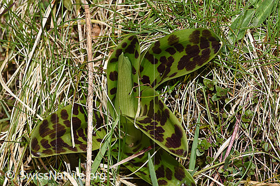 Foto: Männliches Knabenkraut (Orchis mascula). Blätter und Hüllblatt. Höhe des Hüllblatts: 7cm.
