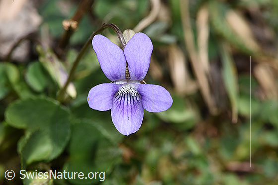 Hain-Veilchen (Viola riviniana)