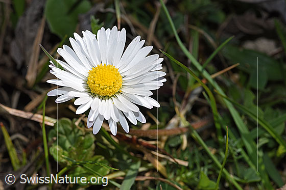 Photo: Bellis perennis. Blossom. Height of the plant: 5.5cm.