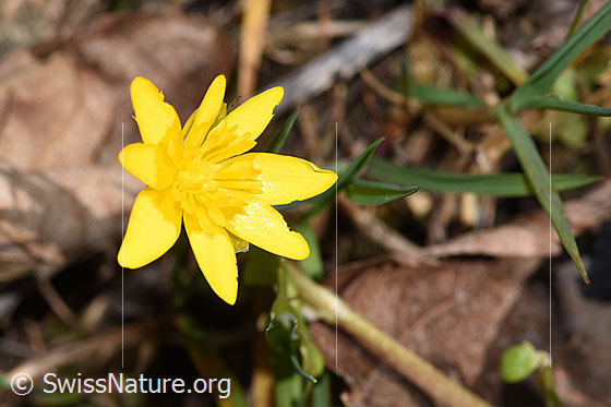 Foto: Scharbockskraut (Ranunculus ficaria). Blüte.