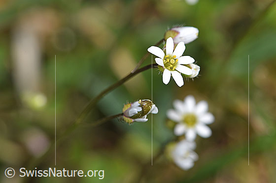 Erophila verna