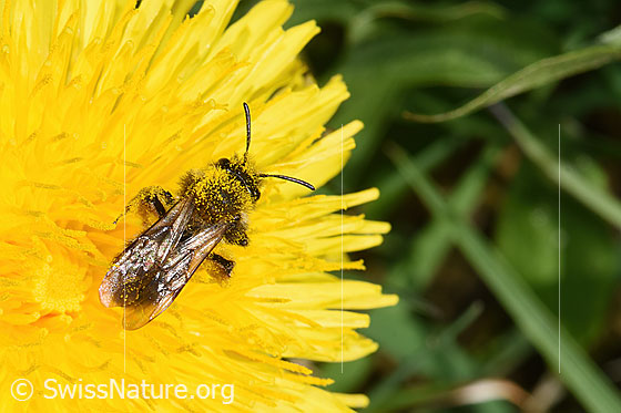 Photo: Andrena humilis on Taraxacum officinale. Length 10 - 12mm. Female. View from above.