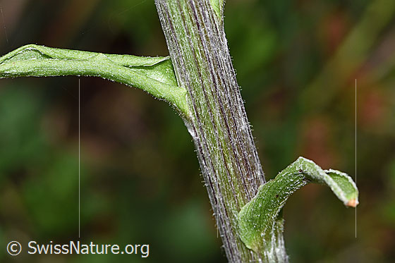 Photo: Petasites albus. Stem and stem leaves.