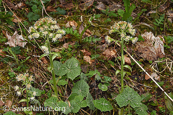 Photo: Petasites albus. Whole plantn (habiti). Height: 36cm.