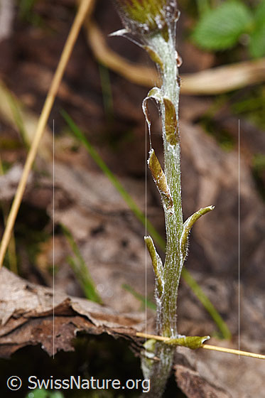 Foto: Huflattich (Tussilago farfara). Stängel und Stängelblätter.
