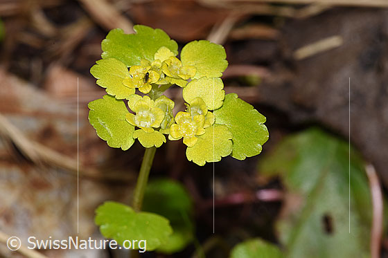 Photo: Chrysosplenium alternifolium. Blossoms.