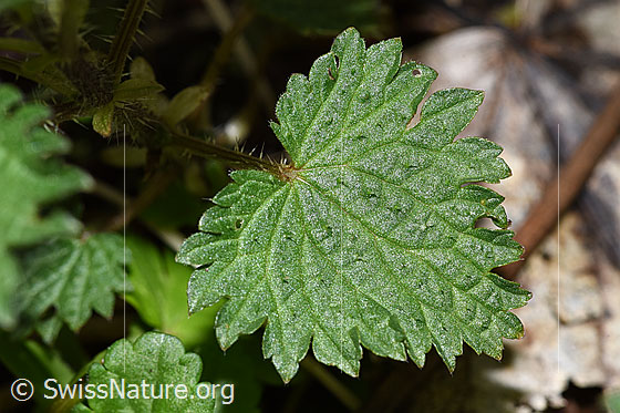Photo: Urtica diocia. Leaf. Leaf top.