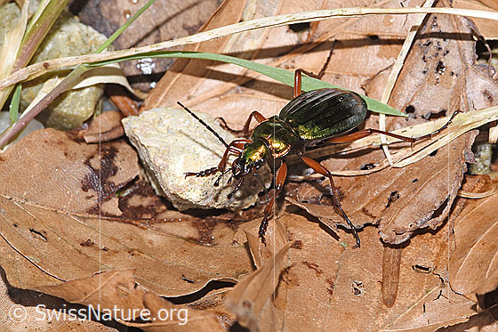 Photo: Carabus auronitens. View from the front top side..