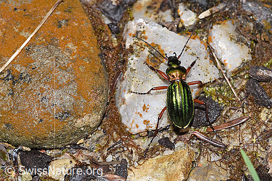 Photo: Carabus auronitens. View from above.