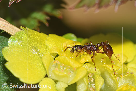 Photo: Probably Myrmica ruginodis on Chrysosplenium alternifolium. Length 4mm. View from the side.