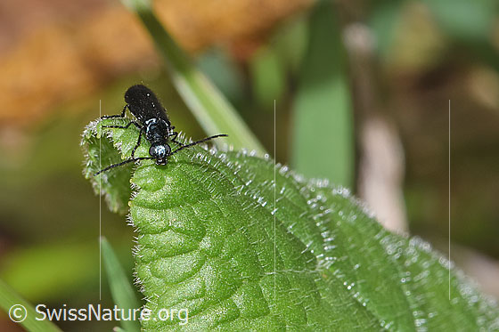 Foto: Blauer Wollhaarkäfer (Dasytes caeruleus). Länge 5 - 7mm. Ansicht von vorne oben.