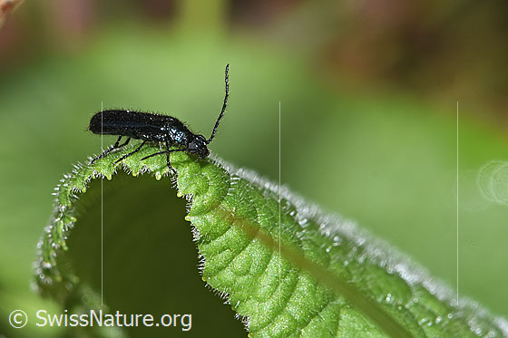 Foto: Blauer Wollhaarkäfer (Dasytes caeruleus). Länge 5 - 7mm. Ansicht von der Seite.