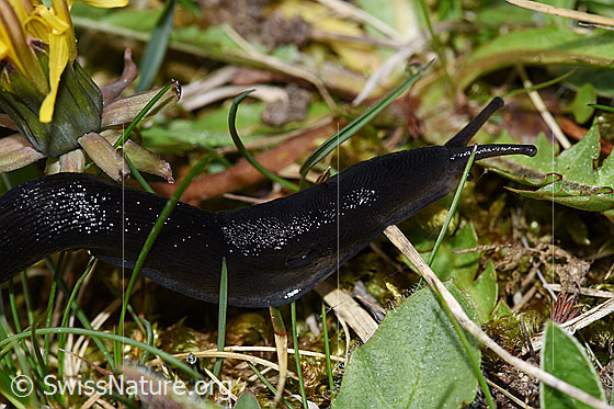 Photo: Probably Limax cinereoniger. Shield, breathing opening, head and antennae. The snail
