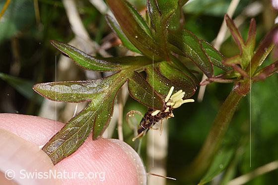 Foto: Sumpf-Baldrian (Valeriana dioica). Blatt. Blattoberseite.
