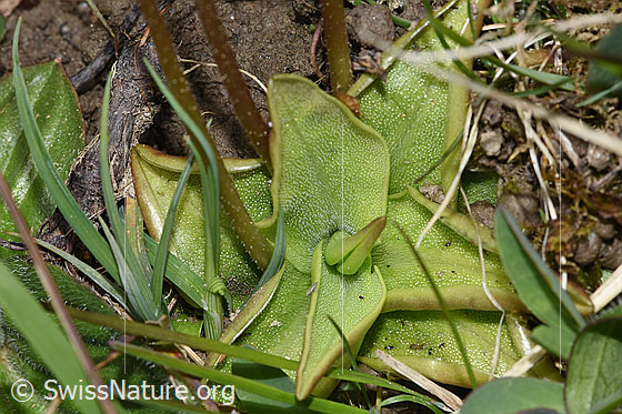 Photo: Pinguicula alpina. Leaves.