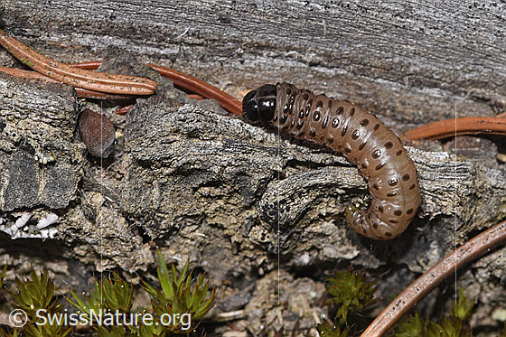 Photo: Agriphila tristella. View from the side.