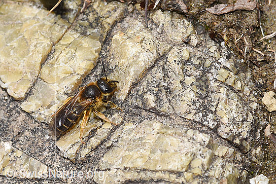 Foto: Rotbeinige Furchenbiene (Halictus rubicundus). Länge 11mm. Weibchen. Ansicht von schräg oben.
