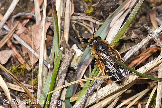 Foto: Rotbeinige Furchenbiene (Halictus rubicundus). Länge 11mm. Weibchen. Ansicht von oben.