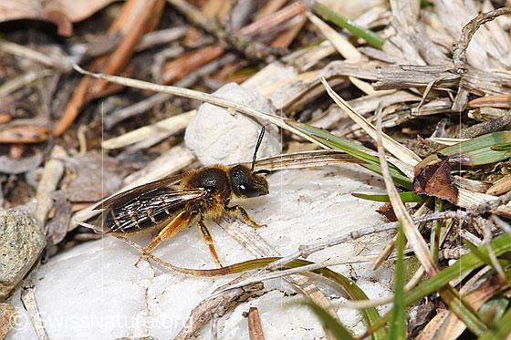 Foto: Rotbeinige Furchenbiene (Halictus rubicundus). Länge 11mm. Weibchen. Ansicht von seitlich oben.