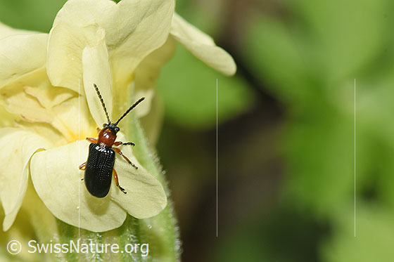 Foto: Wahrscheinlich Rothalsiges Getreidehähnchen (Oulema melanopus) an Wald-Schlüsselblume (Primula elatior). Länge 4 - 4.5mm. Wird auch Grosses Getreidehähnchen genannt. Ansicht von oben.