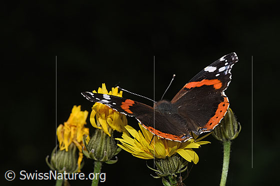 Foto: Admiral (Vanessa atalanta) auf Wiesen-Pippau (Crepis biennis). Flügel geöffnet. Ansicht von schräg hinten.