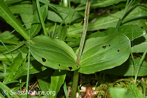 Foto: Grosses Zweiblatt (Listera ovata). Stängel und die zwei grossen Blätter.