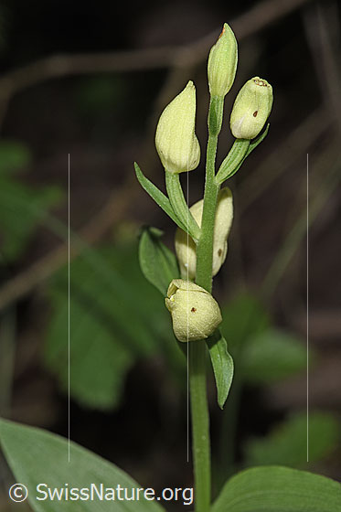 Weisses Waldvögelein (Cephalanthera damasonium)