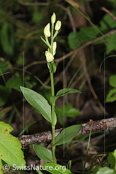 Photo: Cephalanthera damasonium. Whole plant (habiti). The flowers are still closed. Height: 25cm.