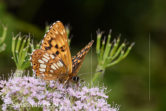 Foto: Schlüsselblumen-Würfelfalter (Hamearis lucina) auf Gebirgs-Kälberkropf (Chaerophyllum hirsutum). Flügel halb geöffnet. Ansicht von seitlich vorne.