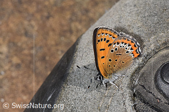Photo: Lycaena helle. Wings closed. View from the front top side.