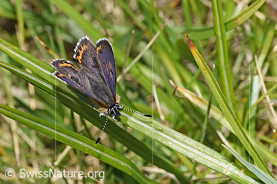 Foto: Blauschillernder Feuerfalter (Lycaena helle). Flügel halb geöffnet. Ansicht von seitlich vorne oben.