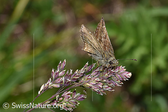 Photo: Erynnis tages on panicle. Wings closed. View from the front top side..