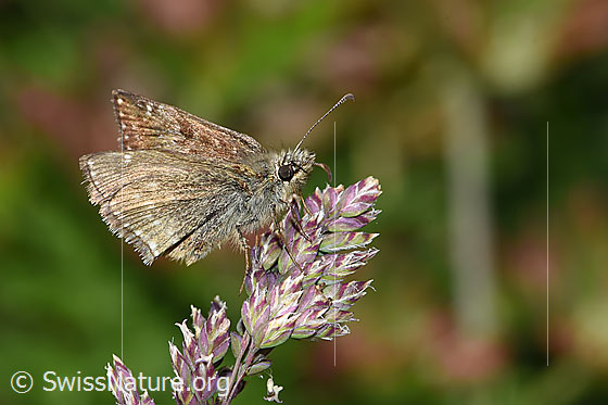 Photo: Erynnis tages on panicle. Wings closed. View from the side.